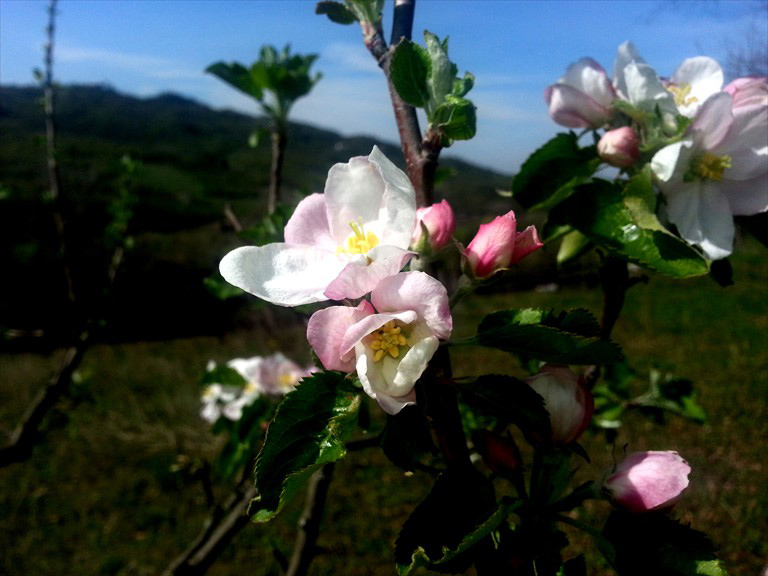 Cascina Ciosse B&B