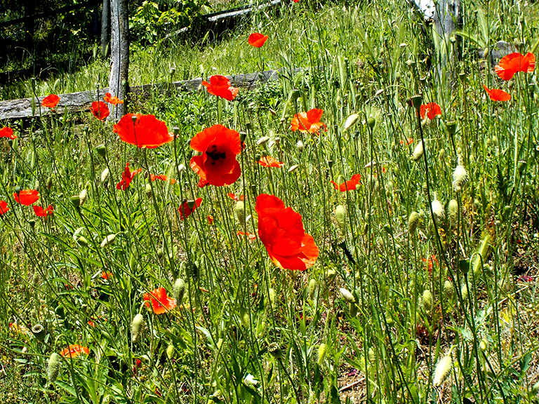 Cascina Ciosse B&B